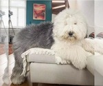 Small Photo #1 Sheepadoodle Puppy For Sale in ROSEMEAD, CA, USA