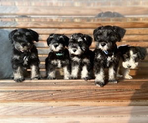 Schnauzer (Miniature) Puppy for sale in MONTICELLO, MS, USA