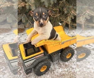 Rat Terrier Puppy for sale in MIDDLEBURY, IN, USA