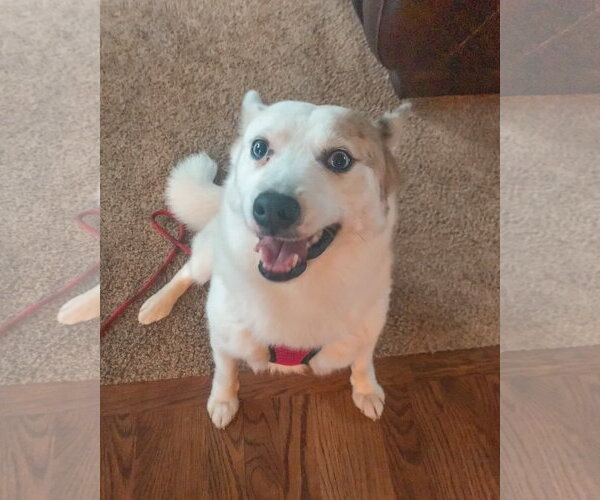 Medium Photo #10 Pomsky Puppy For Sale in St. Louis Park, MN, USA