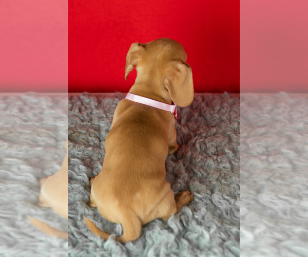 Medium Photo #5 Dachshund Puppy For Sale in NAPPANEE, IN, USA