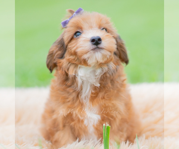 Medium Photo #65 Yorkipoo Puppy For Sale in WARSAW, IN, USA