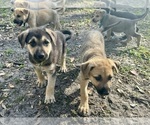 Puppy Bandit GREEN German Shepherd Dog-Great Dane Mix