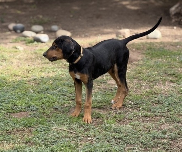Medium Photo #11 Labrador Retriever-Rhodesian Ridgeback Mix Puppy For Sale in FRESNO, CA, USA