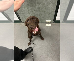 Labrador Retriever Dogs for adoption in Corpus Christi, TX, USA