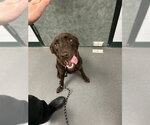 Small Labrador Retriever