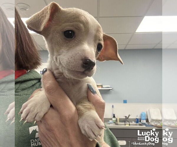 Medium Photo #1 Chihuahua-Unknown Mix Puppy For Sale in Washington, DC, USA