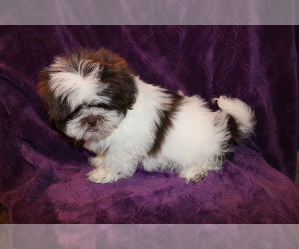 Medium Photo #6 Shih Tzu Puppy For Sale in BLOOMINGTON, IN, USA