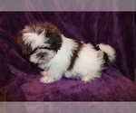 Small Photo #6 Shih Tzu Puppy For Sale in BLOOMINGTON, IN, USA