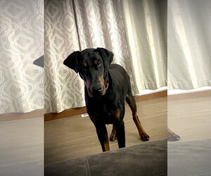 Doberman Pinscher Dogs for adoption in Buffalo, MN, USA