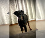 Small Doberman Pinscher