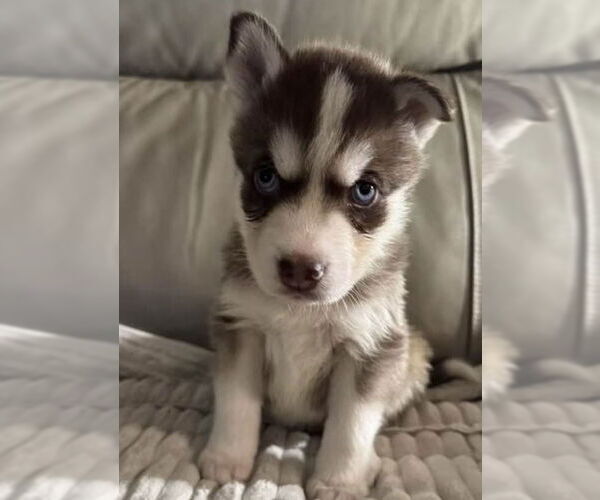 Medium Photo #1 Siberian Husky Puppy For Sale in Matawan, NJ, USA