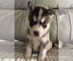 Small Siberian Husky