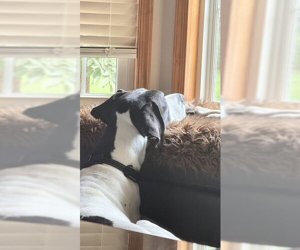 Medium Photo #2 Great Dane Puppy For Sale in Bullard, TX, USA
