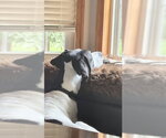 Small #1 Great Dane