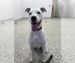 Small #3 American Bulldog
