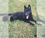 Small Photo #10 German Shepherd Dog Puppy For Sale in BURLESON, TX, USA