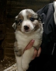 Australian Shepherd Puppy for sale in LAKEVILLE, MN, USA