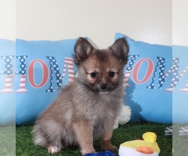 Medium Photo #3 Pomeranian Puppy For Sale in MOUNT VERNON, OH, USA