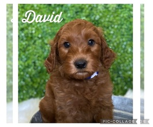 Australian Labradoodle Puppy for sale in GLADSTONE, OR, USA