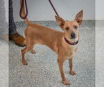 Small #1 Basenji-Italian Greyhound Mix