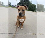 Small #4 Mutt