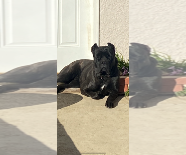 Medium Photo #3 Cane Corso Puppy For Sale in VICTORVILLE, CA, USA