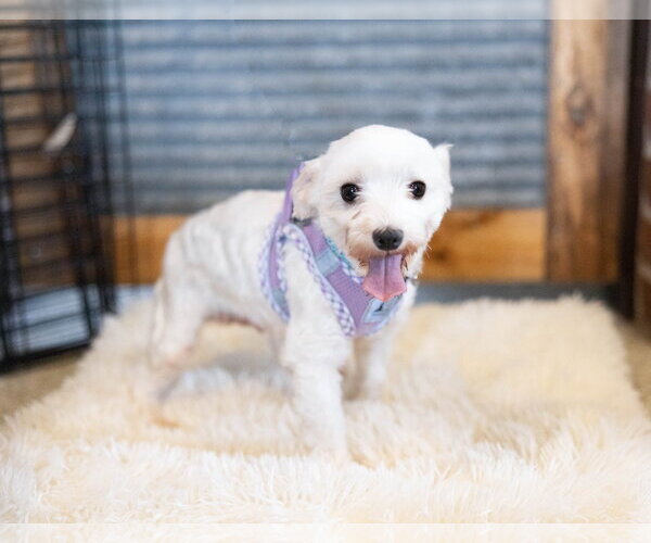 Medium Photo #1 Maltese Puppy For Sale in St. Louis Park, MN, USA