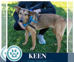 Mutt Dogs for adoption in Kimberton, PA, USA