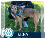Keen 100326 - Male Mutt Dog for Adoption - Small photo