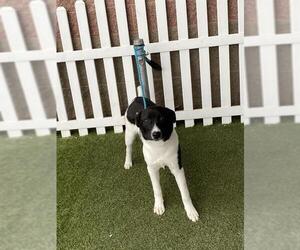 Border Collie-Unknown Mix Dogs for adoption in Modesto, CA, USA