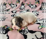 Small Photo #17 French Bulldog Puppy For Sale in SALEM, OR, USA