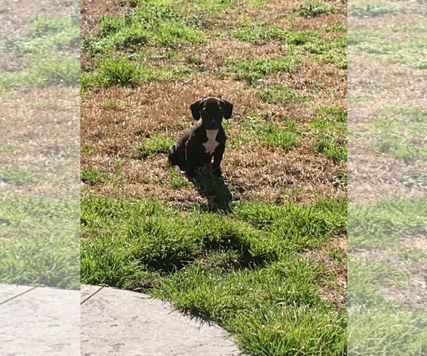 Medium Photo #3 Mutt Puppy For Sale in Mount Pleasant, SC, USA