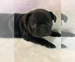 Puppy 4 French Bulldog