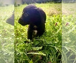 Image preview for Ad Listing. Nickname: Honey