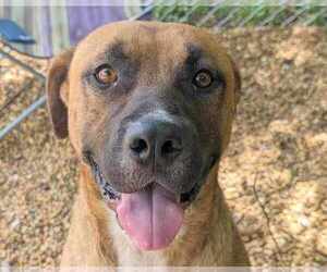 Black Mouth Cur-Unknown Mix Dogs for adoption in Anniston, AL, USA