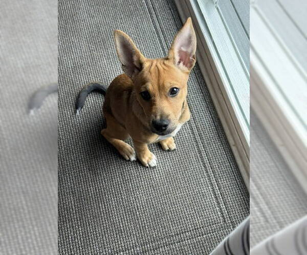 Medium Photo #2 Chihuahua-Unknown Mix Puppy For Sale in Grafton, WI, USA