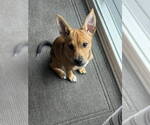 Small #1 Chihuahua Mix
