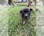 Small #2 American Pit Bull Terrier-American Staffordshire Terrier Mix