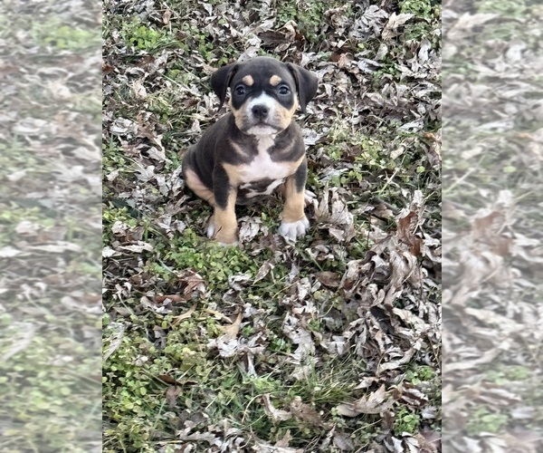 Medium Photo #31 American Bully Puppy For Sale in BOLIVAR, MO, USA