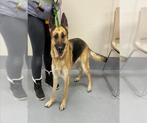 German Shepherd Dog Dogs for adoption in Louisville, KY, USA