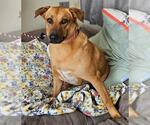 Small #1 Labrador Retriever Mix