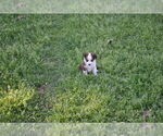 Small #15 Miniature Australian Shepherd