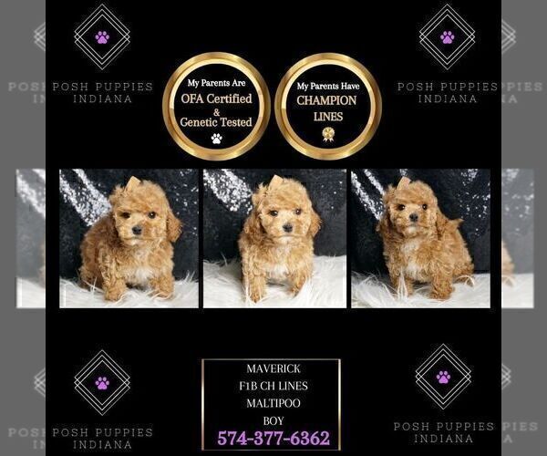 Medium Photo #2 Maltipoo Puppy For Sale in WARSAW, IN, USA