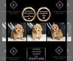 Small Photo #2 Maltipoo Puppy For Sale in WARSAW, IN, USA