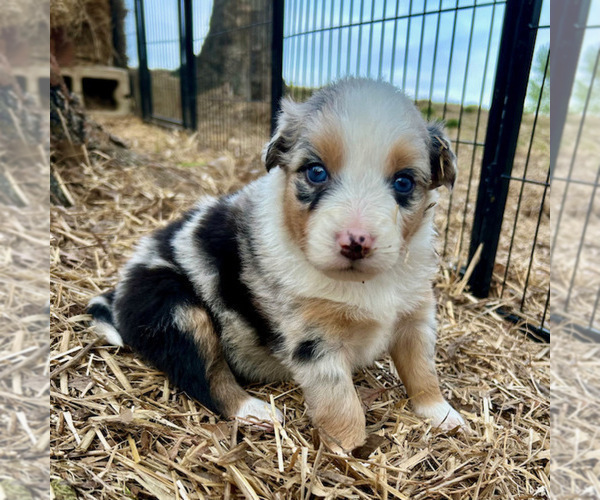 Medium Photo #50 Australian Shepherd Puppy For Sale in SMITHS GROVE, KY, USA