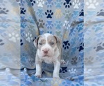 Small #3 American Bully