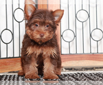 Small #3 Yorkshire Terrier