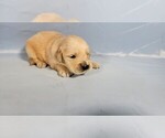 Puppy Rad Golden Retriever