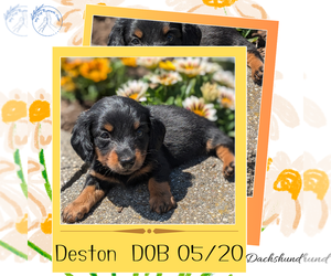 Dachshund Puppy for sale in GOSHEN, IN, USA